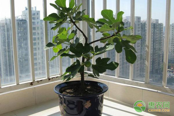 盆栽無花果掛果少？這三大養(yǎng)護要點需注意！